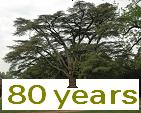 80 years authentic Karoun